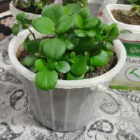 گل های زیبا|گل و گیاه طبیعی|مهاباد (آذربایجان غربی), |دیوار