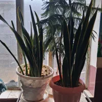 گل سانسوریا