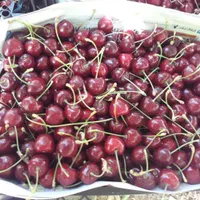 باغ میوه 500متری|فروش دفتر صنعتی، کشاورزی، تجاری|تیران, |دیوار