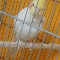 عروس هلندی نر بالغ|پرنده|قم, دروازه چوبی|دیوار