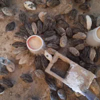 بلدرچین تخم گذار|حیوانات مزرعه|ورزنه, |دیوار