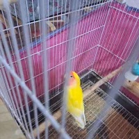 طوطی برزیلی