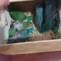 ۱۵تا جوجه نزدیک دونخور شدن طوطی پروتلت