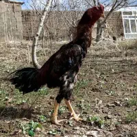 تخم مرغ لاری