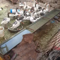 ملیحه شرقی