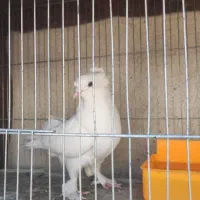 جفت کبوتر راعبی