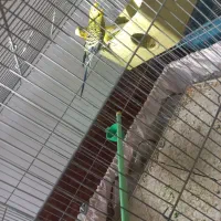 مرغ عشق نژاد دار بالغ|پرنده|اصفهان, ارداجی|دیوار