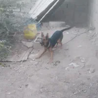 سگ فروشی|سگ|ایرانشهر, |دیوار