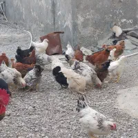 مرغ محلی|حیوانات مزرعه|منوجان, |دیوار