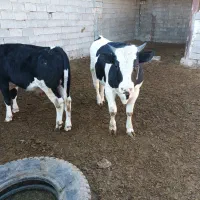 گوساله نر گاو