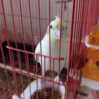 یک جفت عروس هلندی لوتینو