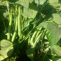 لوبیا سبز درجه 1