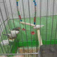 دوجفت  فنچ بالغ  و تمام وسایل  قفس ۱۰۰۰۰۰۰ میلیونن