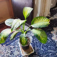 دوتا گل برکین و دیفن|گل و گیاه طبیعی|کرباسک, |دیوار