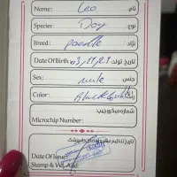 پودل نر هفت ماهه|سگ|شیراز, شهرک والفجر|دیوار
