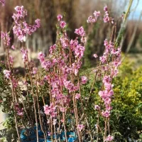 نهالستان ونهالفروشی(نهال های پاکتی) آرش محمدپور