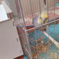 عروس هلندی نر|پرنده|رفسنجان, |دیوار