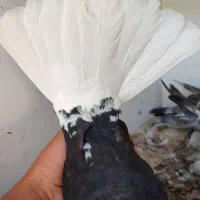 کبوترا|پرنده|جیرفت, |دیوار