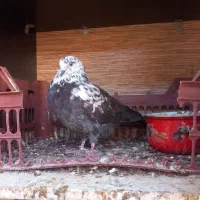 کفتر جوجه کشی.عالی