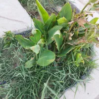 زمین-درماهشهر