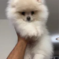 پرورش تخصصی سگ پامر خرسی در شیراز.پامرانین تیکاپ|سگ|شیراز, زند|دیوار