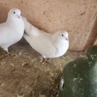 دو جفت سفید مهر یک جفت چشم سفید یک جفت چشم زرد