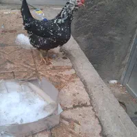 فریک تخم گذار