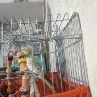 عروس هلندی نر اهویی گل باغالی|پرنده|اسلام‌شهر, شهرک سعیدیه|دیوار