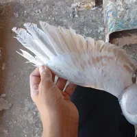 چند جفت جفتگاه ساده طوقی و کله سینه|پرنده|مشهد, هفت تیر (حافظ)|دیوار