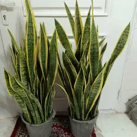 سانسوریا و زامفولیا و انواع گل‌های آپارتمانی