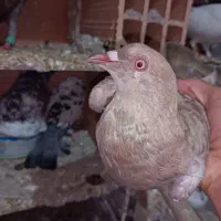 جفت سرخ پلاکی