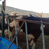گوساله چاق سیمینتال