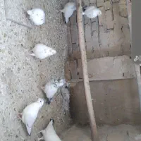 کبوتر فروشی