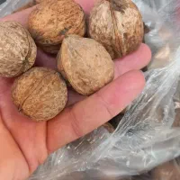 گردو ایرانی
