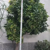 گل و گیاه شمشاد طلایی و نخل ماداگاسکار|گل و گیاه طبیعی|اصفهان, بوستان کوهستانی صفه|دیوار