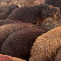 بره نر سبک شیر مست جنس دار