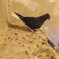 کفتر
