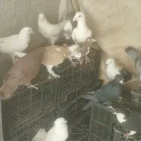 تعدادی کبوتر