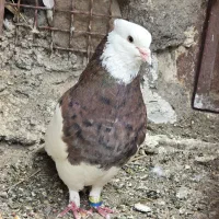 کبوتر طوقی نر