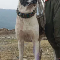 سگ خراسانی اصیل