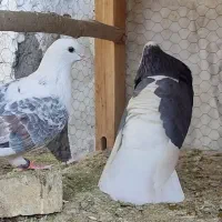 کبوتر|پرنده|پیر بکران, |دیوار