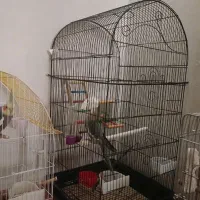 فروش دوتا قفس به همراه ظرف غذا و ابخوری و تاب لونه