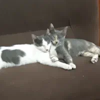 واگزاری رایگان|گربه|لاهیجان, گلستان|دیوار