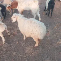 یک عدد بره و بزلاله نر|حیوانات مزرعه|بیرجند, |دیوار