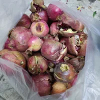 عرضه مستقیم انار از باغ|خوردنی و آشامیدنی|تهران, آهنگ|دیوار