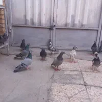 کفتر|پرنده|اهواز, کمپلو جنوبی|دیوار