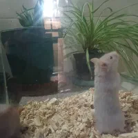 همستر بازیگوش|موش و خرگوش|شیراز, حومه شیراز|دیوار