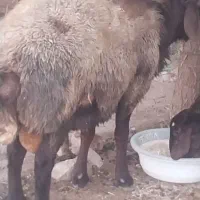 گوسفند نر