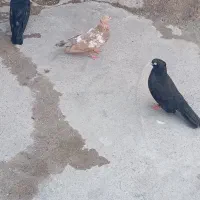 کبوترصرب وزاغ