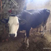 گاو و گوساله